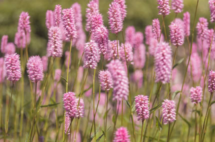 Blumenwiese beim Biohotel Lindengut in Dipperz