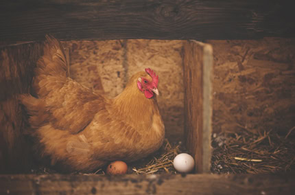 Biohotel Lindengut Dipperz Demeter Landwirtschaft Bio Eier