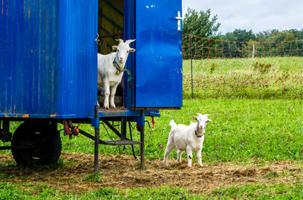 Biohotel Lindengut Dipperz Demeter Landwirtschaft Tierhaltung Ziegen