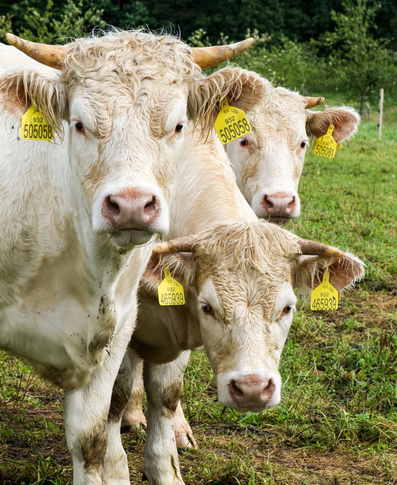 Biohotel Lindengut Demeter Landwirtschaft Kühe