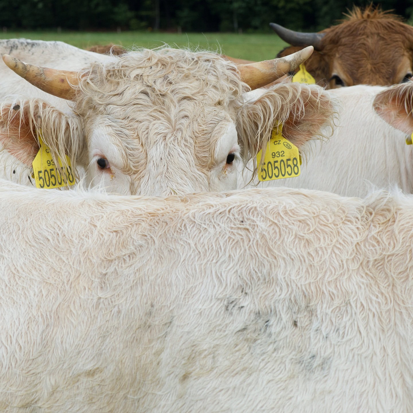 Nachhaltige Tierhaltung in der Demeter Landwirtschaft - Biohotel Lindengut in Dipperz