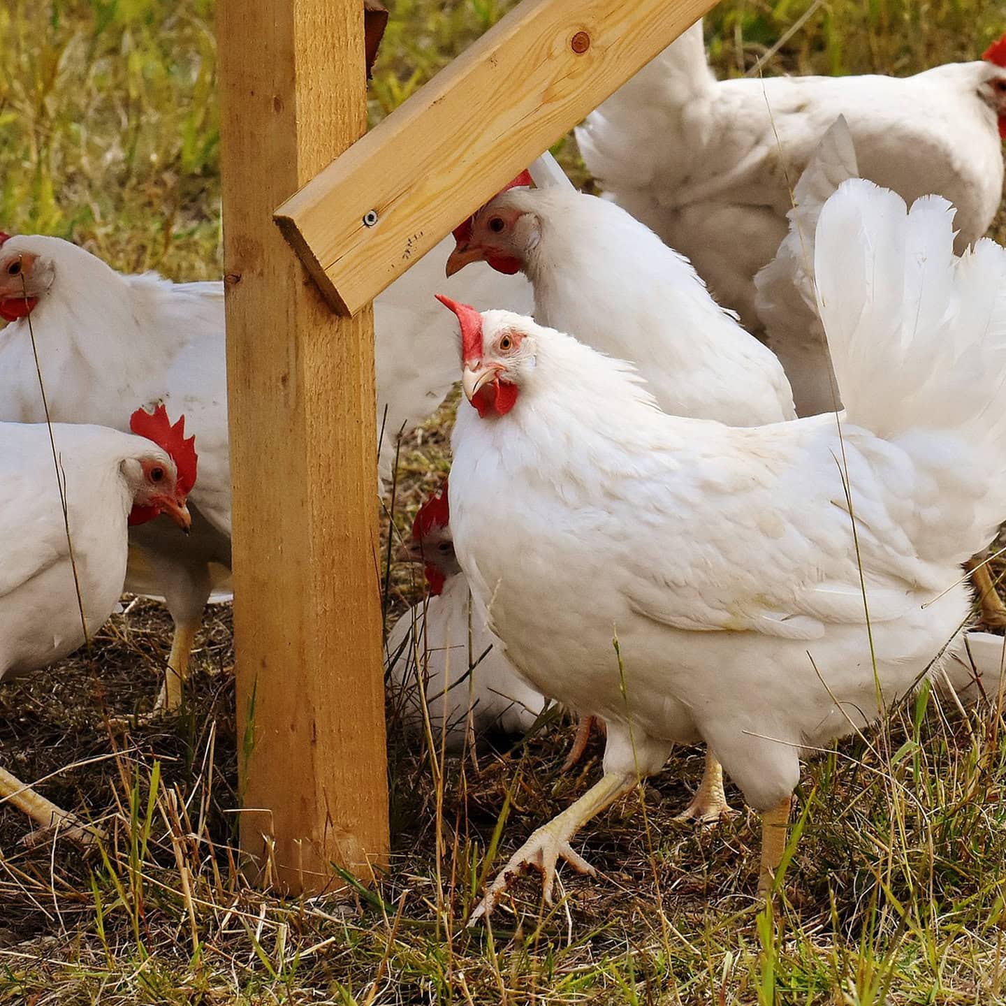 Biohotel Lindengut Demeter Landwirtschaft Hühner