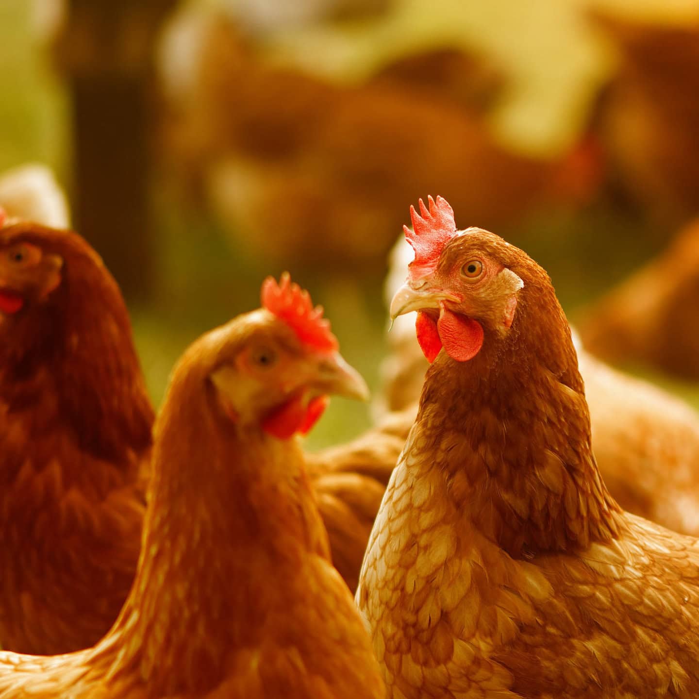 Biohotel Lindengut Demeter-Landwirtschaft Hühner Aktie