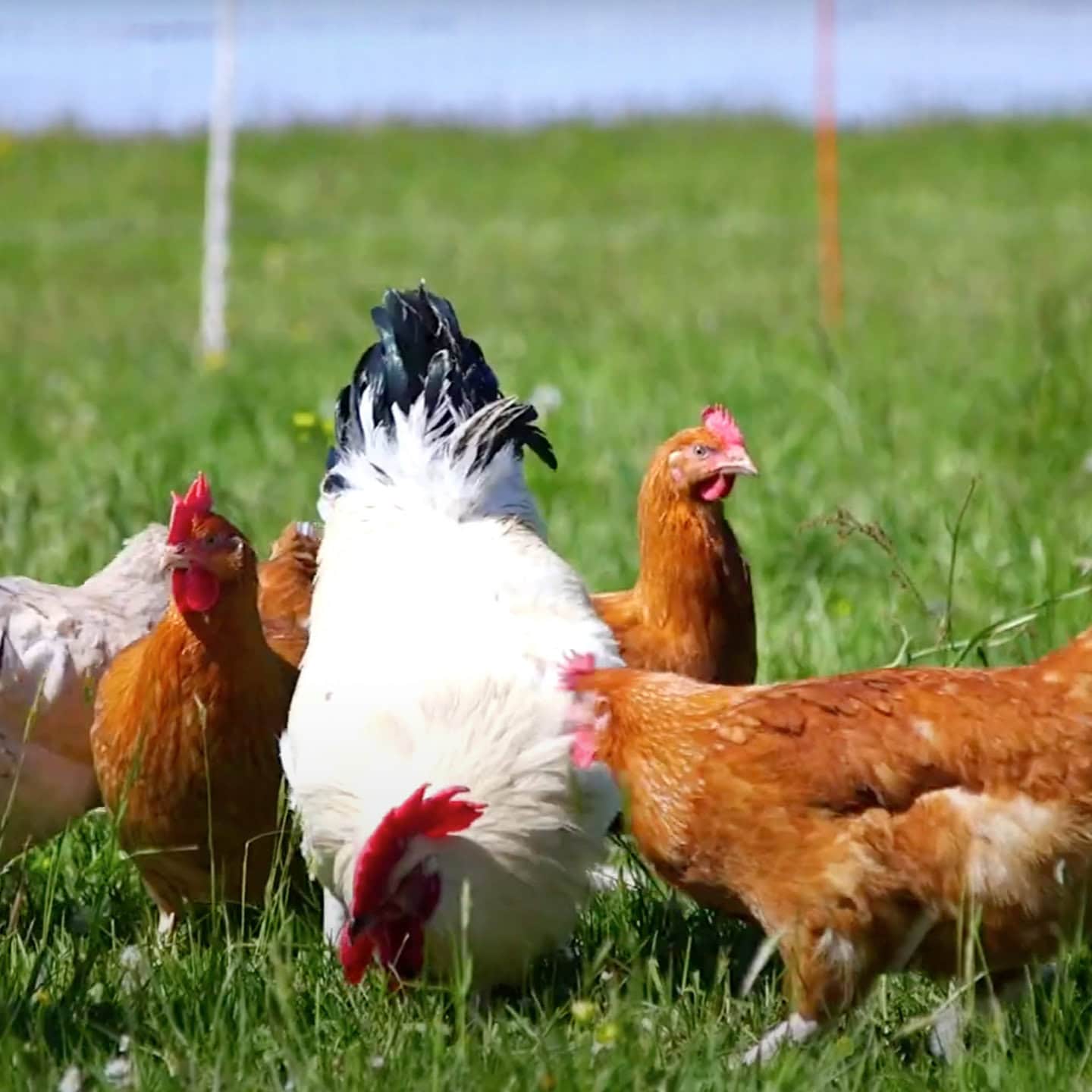 Biohotel Lindengut Dipperz Demeter Landwirtschaft Hühnermobil Hühner