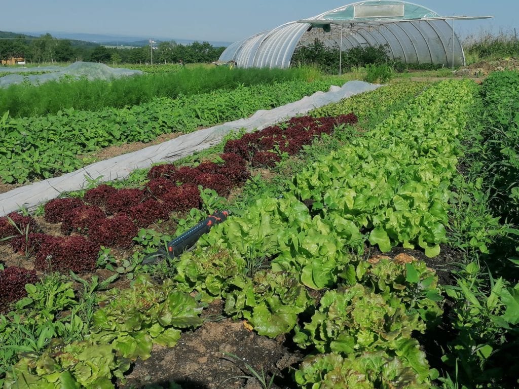 Salatanbau im LindenGut Demeter-Garten
