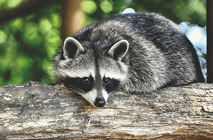 Tiere in der Rhön - - Biohotel LindenGut Dipperz