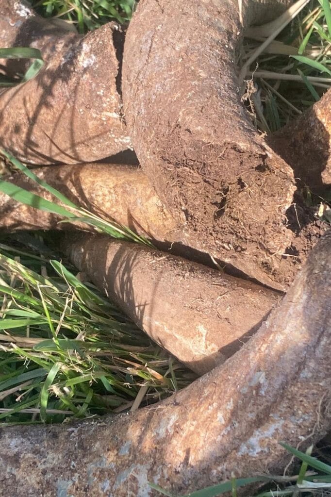 Bild des Hornmistpräparates