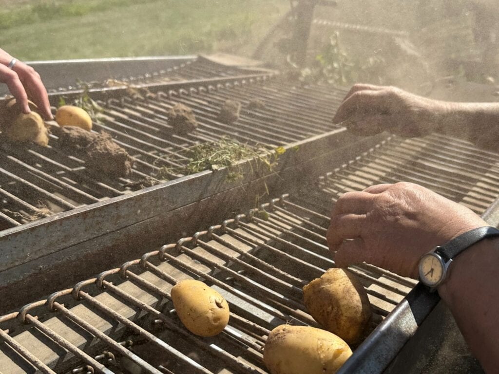 Kartoffelernte auf dem Kartoffelroder. Hände greifen nach den Kartoffeln auf dem Förderband.