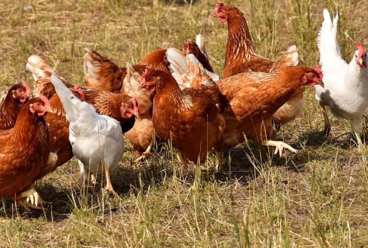 Biohotel Lindengut Demeter-Landwirtschaft Hühner Aktie