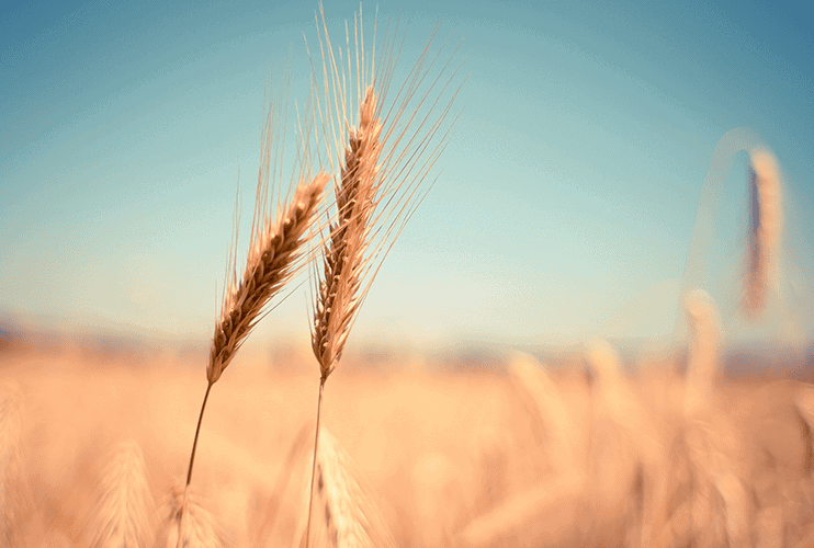 Biohotel Lindengut Regenerative Landwirtschaft